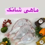 ماهی شانک عمده 10 کیلویی