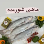 ماهی شوریده