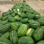 هندوانه درجه۱بیضی