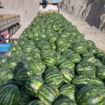 هندوانه درجه۱گرد