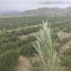 رزماری تازه (300 گرمی)