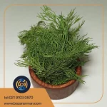 شوید پفکی کارتن 2 کیلویی