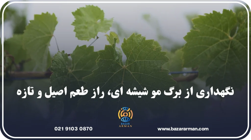 نگهداری از برگ مو شیشه ای، راز طعم اصیل و تازه