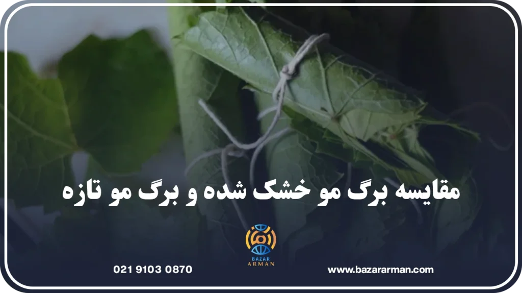 مقایسه برگ مو خشک شده و برگ مو تازه