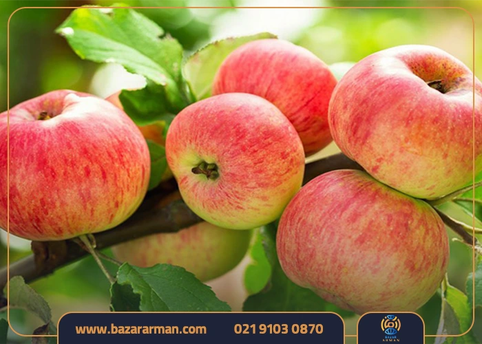 چالش‌های صادرات سیب به هند