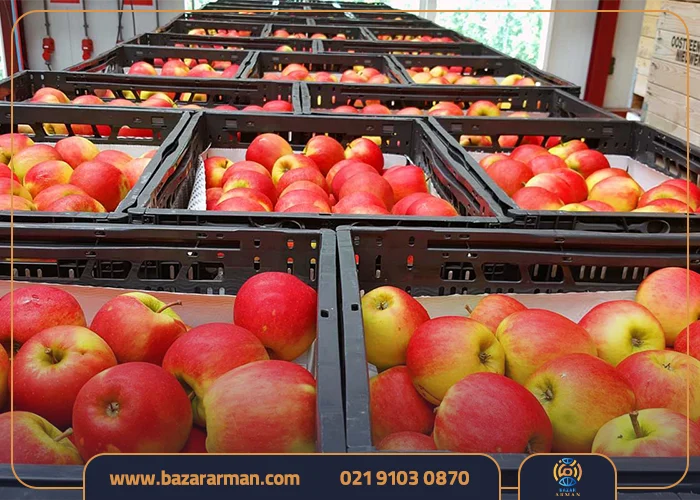 قیمت صادرات سیب به هند