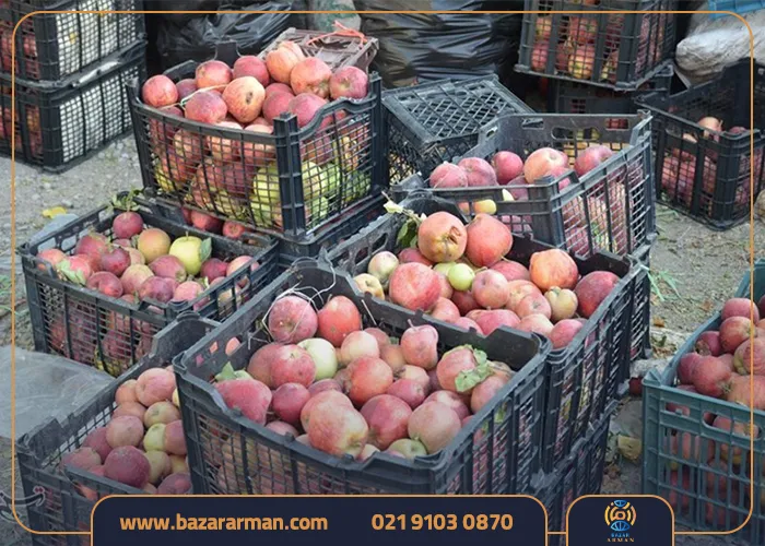 اهمیت صادرات سیب به هند