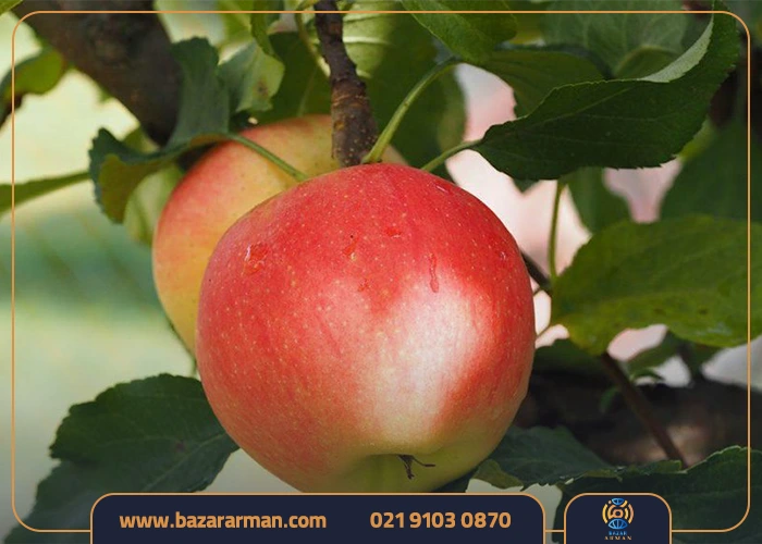 شرایط صادرات سیب به هند